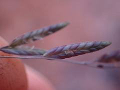 Eragrostis inamoena
