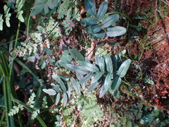 Pellaea dura