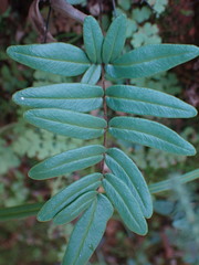 Pellaea dura