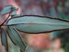 Pellaea dura