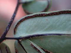 Pellaea dura