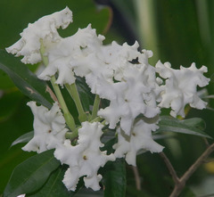 Brunfelsia undulata