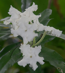 Brunfelsia undulata