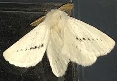 Phiala