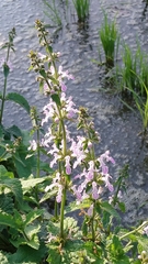Stachys geobombycis