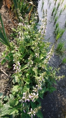Stachys geobombycis