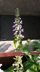 Stachys geobombycis