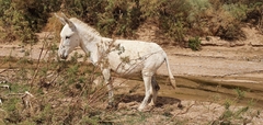 Equus asinus