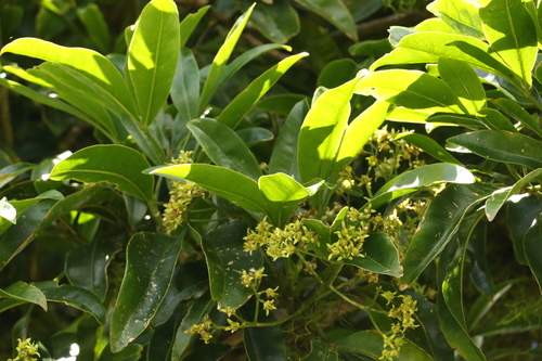 Image of Acronychia octandra by (c) Greg Tasney, some rights reserved (CC BY-SA)