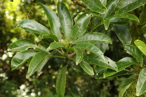 Image of Acronychia octandra by (c) Greg Tasney, some rights reserved (CC BY-SA)
