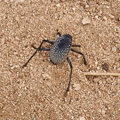 Adesmia