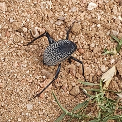 Adesmia