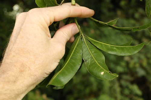 Image of Acronychia octandra by (c) Greg Tasney, some rights reserved (CC BY-SA)