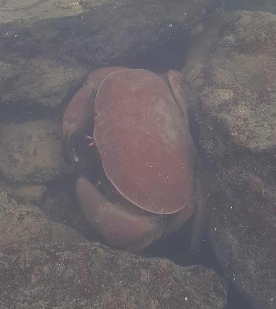 Flapjack Crab