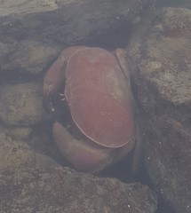 Atergatis laevigatus