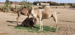 Camelus dromedarius