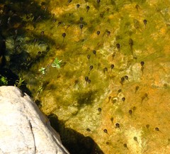 Phrynomantis annectens