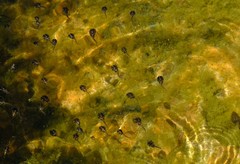 Phrynomantis annectens