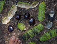 Mucuna novoguineensis