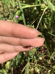 Trifolium willdenovii