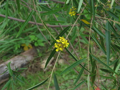 Heteropterys glabra