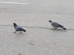Columba livia domestica