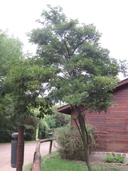 Lonchocarpus nitidus