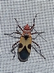 Dysdercus mimus