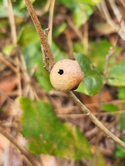 Disholcaspis quercusomnivora