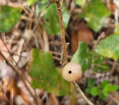 Disholcaspis quercusomnivora