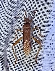 Burtinus notatipennis