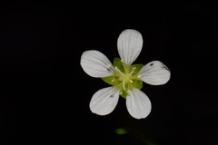 Mononeuria cumberlandensis