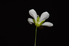 Mononeuria cumberlandensis