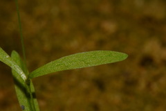 Mononeuria cumberlandensis