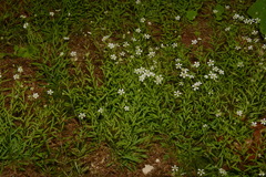 Mononeuria cumberlandensis