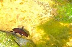 Hydrophilus senegalensis