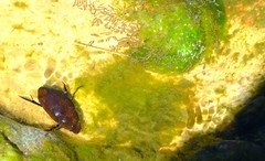 Hydrophilus senegalensis