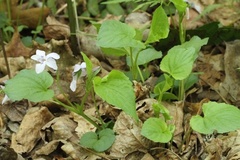 Viola rostrata