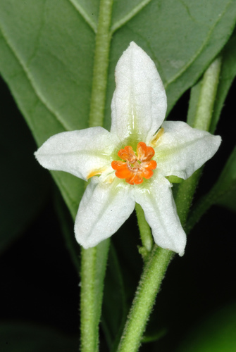 Solanum pseudocapsicum