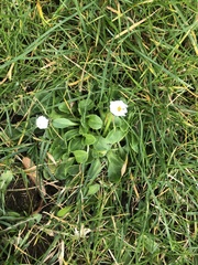 Bellis perennis