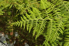 Hypolepis glandulifera