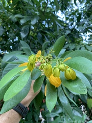 Senna macranthera