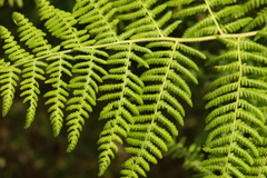 Hypolepis glandulifera