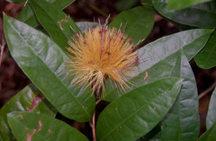 Stifftia chrysantha