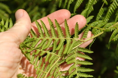 Hypolepis glandulifera