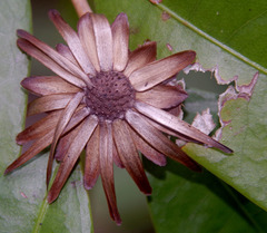 Stifftia chrysantha