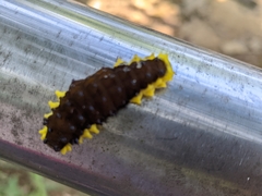 Gynautocera rubriscutellata