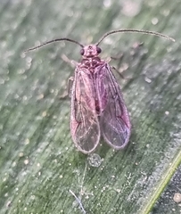 Amphipsocidae