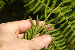 Hypolepis glandulifera