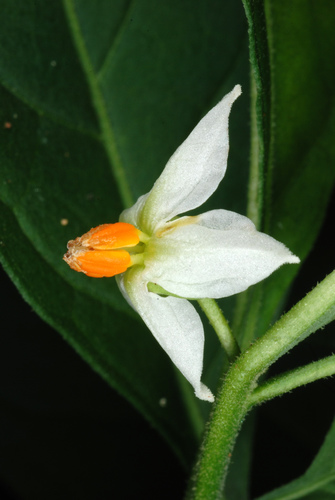 Solanum pseudocapsicum